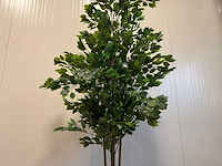 Real touch ficus kunstplant (210cm hoog) - afbeelding 13 van  14