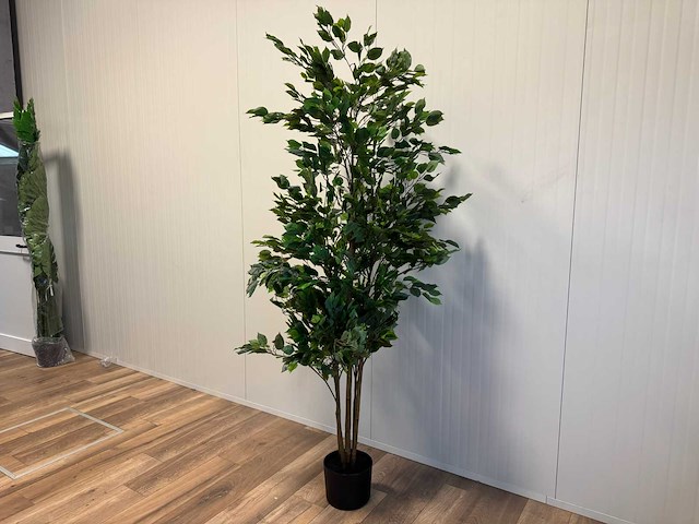 Real touch ficus kunstplant (2x) (210cm hoog) - afbeelding 8 van  14