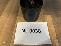 Real touch fiddleleaf tree kunstplant (2x) (155cm hoog) - afbeelding 5 van  13