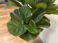 Real touch fiddleleaf tree kunstplant (2x) (155cm hoog) - afbeelding 11 van  13
