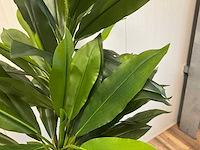 Real touch green dracaena kunstplant (2x) (200cm hoog) - afbeelding 11 van  12