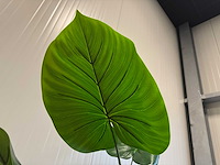 Real touch philodendron kunstplant (2x) (135cm hoog) - afbeelding 11 van  11