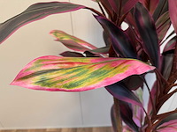 Real touch racaena green red kunstplant (200cm hoog) - afbeelding 11 van  14