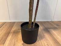 Real touch racaena green red kunstplant (200cm hoog) - afbeelding 5 van  14