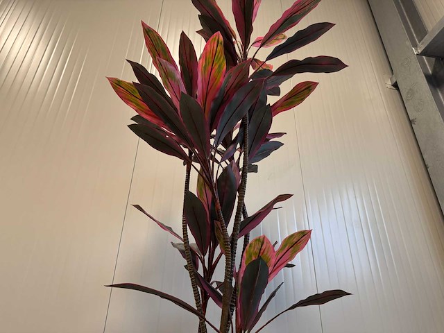 Real touch racaena green red kunstplant (2x) (200cm hoog) - afbeelding 14 van  14