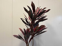 Real touch red draceana kunstplant (185cm hoog) - afbeelding 3 van  15
