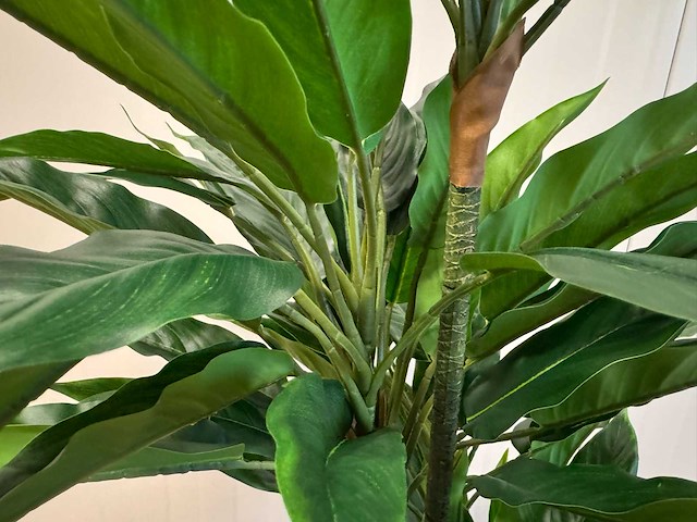 Real touch rohdea kunstplant (145cm hoog) - afbeelding 13 van  15