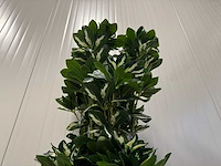 Real touch schefflera tree kunstplant (2x) (140cm hoog) - afbeelding 2 van  13