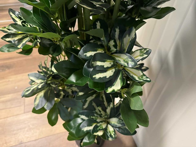 Real touch schefflera tree kunstplant (2x) (140cm hoog) - afbeelding 10 van  13