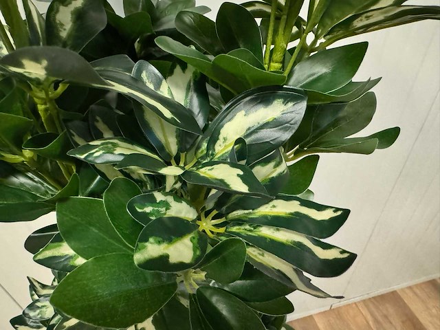 Real touch schefflera tree kunstplant (2x) (140cm hoog) - afbeelding 11 van  13
