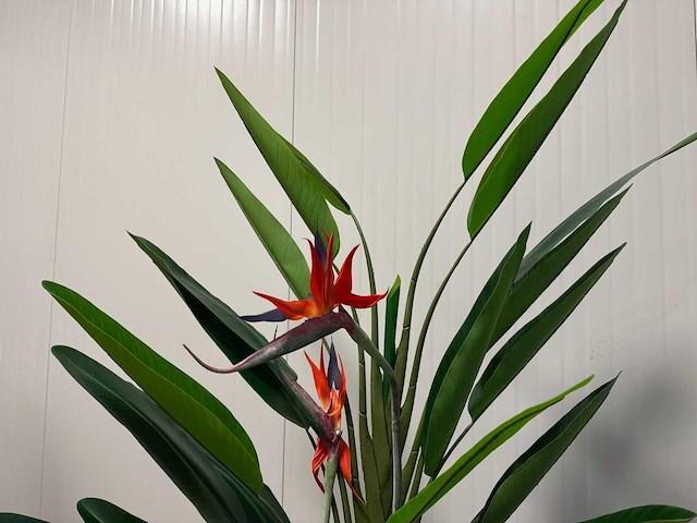 Real touch strelitzia kunstplant (210cm hoog) - afbeelding 15 van  17