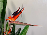 Real touch strelitzia kunstplant (2x) (160cm hoog) - afbeelding 10 van  11