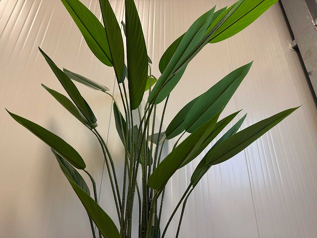 Real touch strelitzia kunstplant (2x) (175cm hoog) - afbeelding 12 van  14