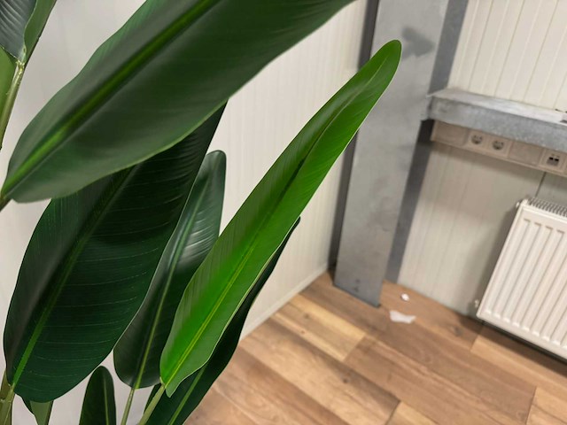 Real touch strelitzia kunstplant (2x) (210cm hoog) - afbeelding 4 van  17