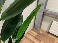 Real touch strelitzia kunstplant (2x) (210cm hoog) - afbeelding 4 van  17