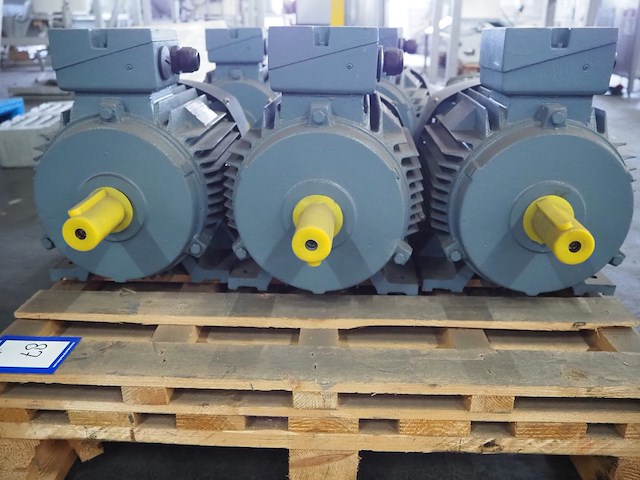 Regal beloid - afbeelding 4 van  5