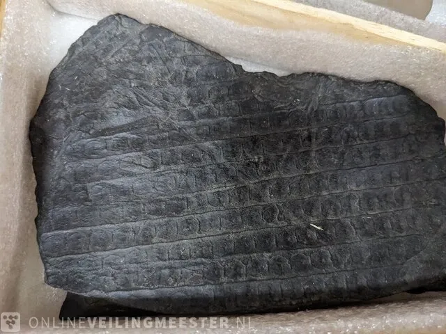 Replica art palaeontologie - afbeelding 2 van  42