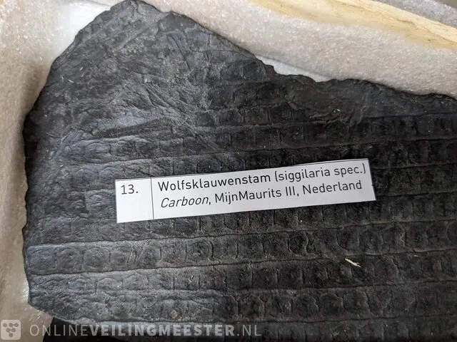 Replica art palaeontologie - afbeelding 3 van  42