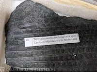 Replica art palaeontologie - afbeelding 3 van  42