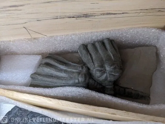 Replica art palaeontologie - afbeelding 4 van  42