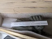Replica art palaeontologie - afbeelding 5 van  42