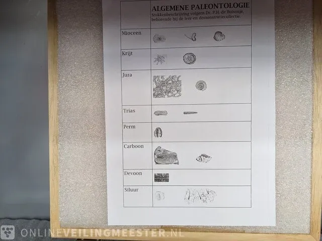 Replica art palaeontologie - afbeelding 6 van  42
