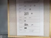 Replica art palaeontologie - afbeelding 6 van  42