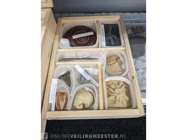 Replica art palaeontologie - afbeelding 7 van  42