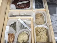 Replica art palaeontologie - afbeelding 7 van  42