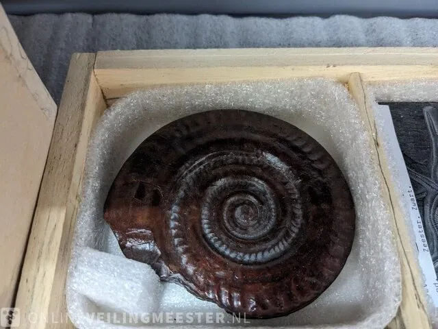 Replica art palaeontologie - afbeelding 8 van  42