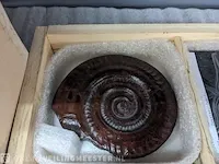 Replica art palaeontologie - afbeelding 8 van  42
