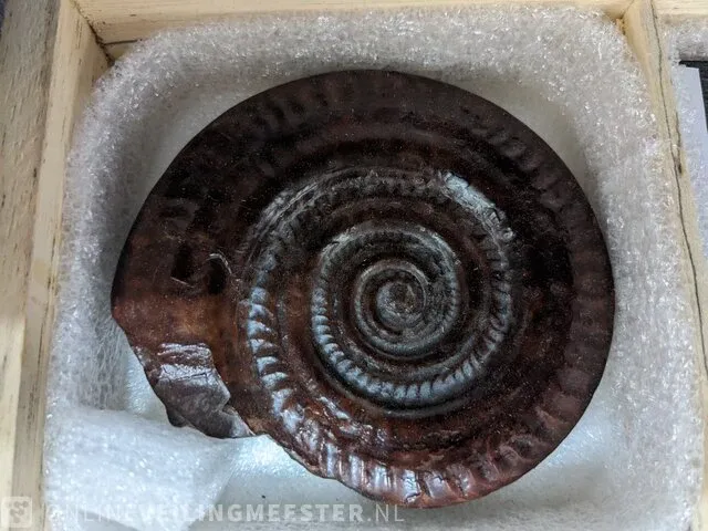 Replica art palaeontologie - afbeelding 9 van  42