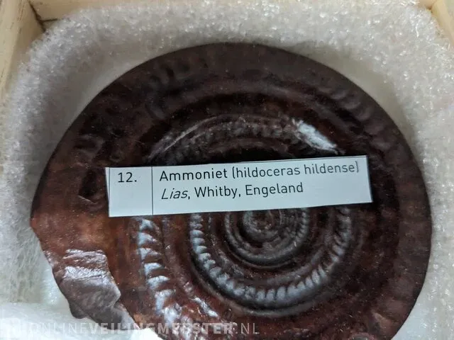 Replica art palaeontologie - afbeelding 10 van  42