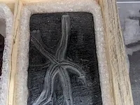 Replica art palaeontologie - afbeelding 11 van  42