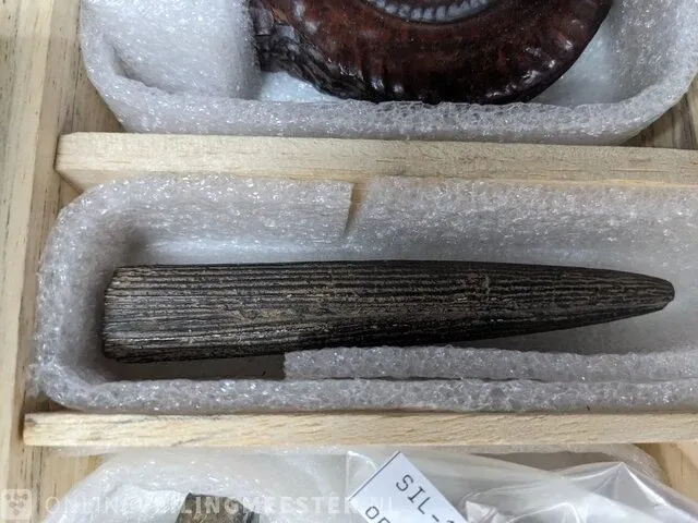 Replica art palaeontologie - afbeelding 14 van  42