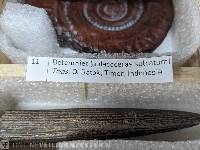 Replica art palaeontologie - afbeelding 15 van  42