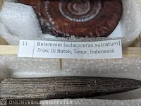 Replica art palaeontologie - afbeelding 15 van  42