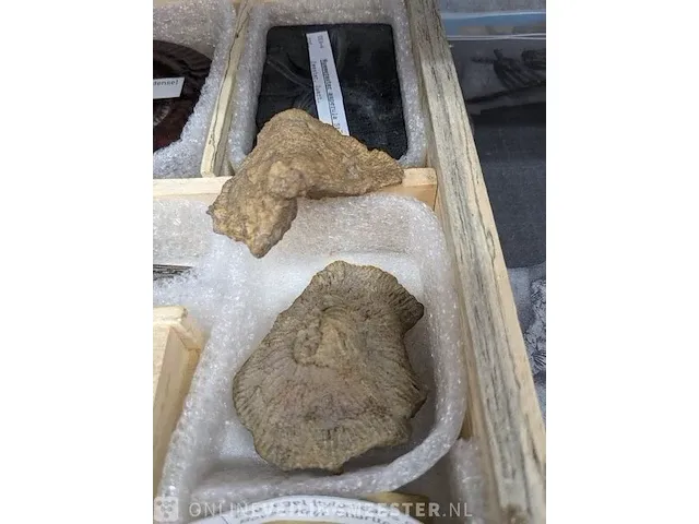 Replica art palaeontologie - afbeelding 16 van  42