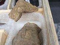 Replica art palaeontologie - afbeelding 16 van  42