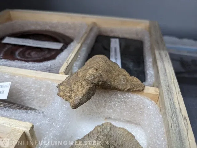 Replica art palaeontologie - afbeelding 17 van  42