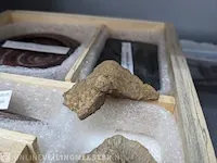 Replica art palaeontologie - afbeelding 17 van  42