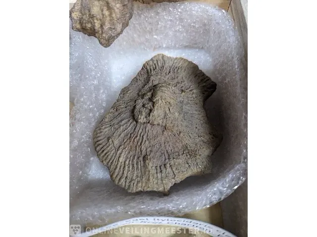 Replica art palaeontologie - afbeelding 18 van  42