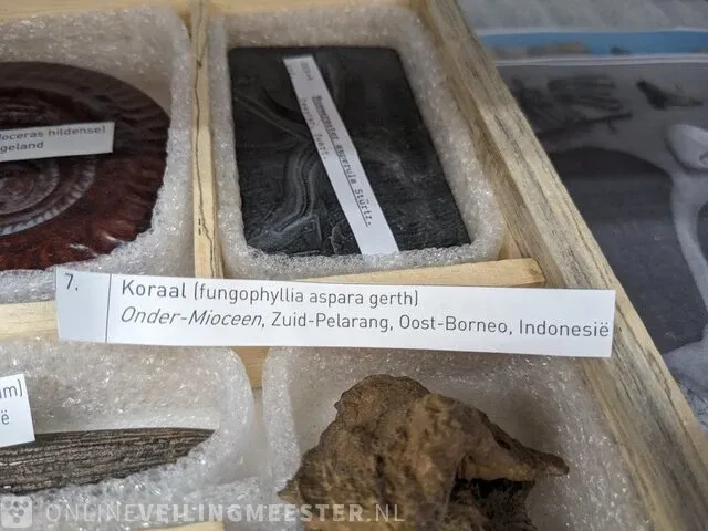 Replica art palaeontologie - afbeelding 19 van  42