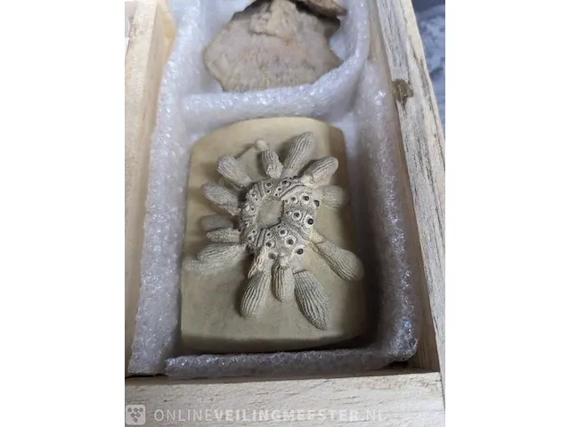 Replica art palaeontologie - afbeelding 20 van  42