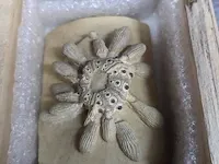 Replica art palaeontologie - afbeelding 20 van  42