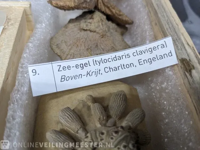 Replica art palaeontologie - afbeelding 21 van  42
