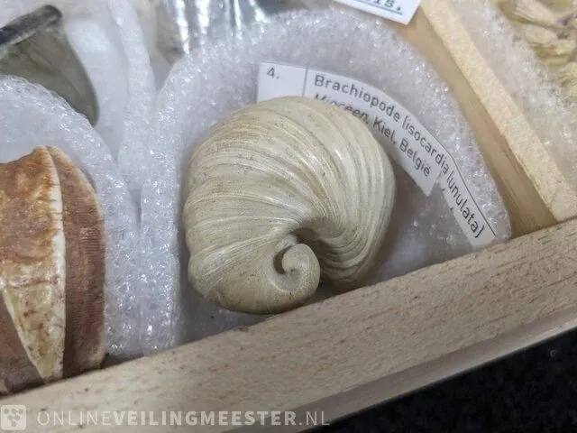 Replica art palaeontologie - afbeelding 22 van  42