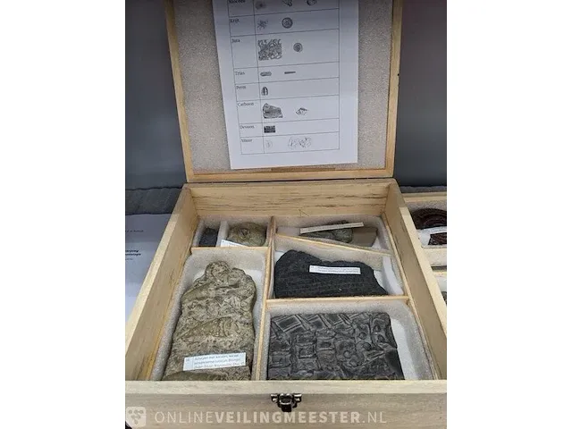 Replica art palaeontologie - afbeelding 12 van  42
