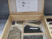 Replica art palaeontologie - afbeelding 12 van  42