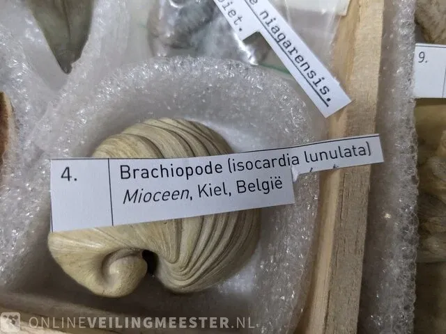 Replica art palaeontologie - afbeelding 24 van  42